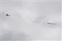 Et fly i luften
