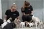 hunde og hundepassere