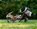 hunde leger 