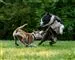hunde leger 