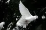 To flyvende hvide duer