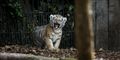 Foto: Simon Fals / POLFOTO