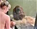 kvinde ammer foran orangutang