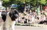 en hund i Tivoli