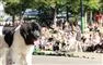 en hund i Tivoli