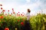 en blomstermark