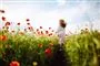 en blomstermark