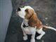 hund kigger op