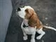 hund kigger op