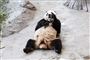 pandabjørn