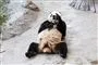 pandabjørn