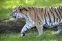 en tiger