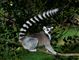 Lemur