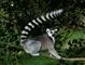 Lemur