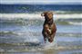 hund leger i vandkant