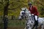 en hest i Dyrehaven