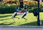 robot-hund på græsplæne