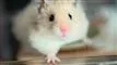 et hamster
