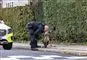 politihund afsøger område