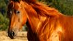en hest