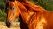 en hest