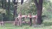 To tigre i dyrepark