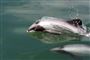 Delfin i noget vand