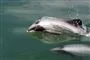 Delfin i noget vand