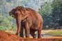 elefant står i naturen