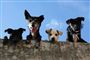 Glade hunde med blå himmel i baggrund