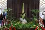 en stor plante i blomst