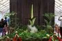 en stor plante i blomst