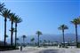 palmetræer i Californien