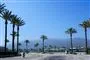 palmetræer i Californien
