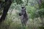 en zebra i en skov