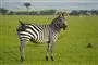 zebra står på græsmark