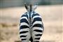 en zebra set bagfra