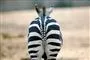 en zebra set bagfra