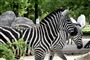 flere zebraer i park
