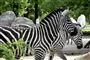 flere zebraer i park