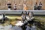 pingviner i zoo
