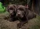to sorte labradorhvalpe ligger side om side