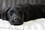 Sovende hund