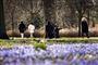 Park med lilla blomstertæppe