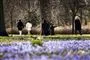 Park med lilla blomstertæppe