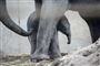 Elefanter i zoo