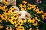 hund står i blomster