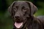 En brun hund med tungen lidt ude af munden