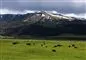 buffaloer på en mark