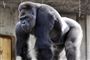 gorilla står på alle fire
